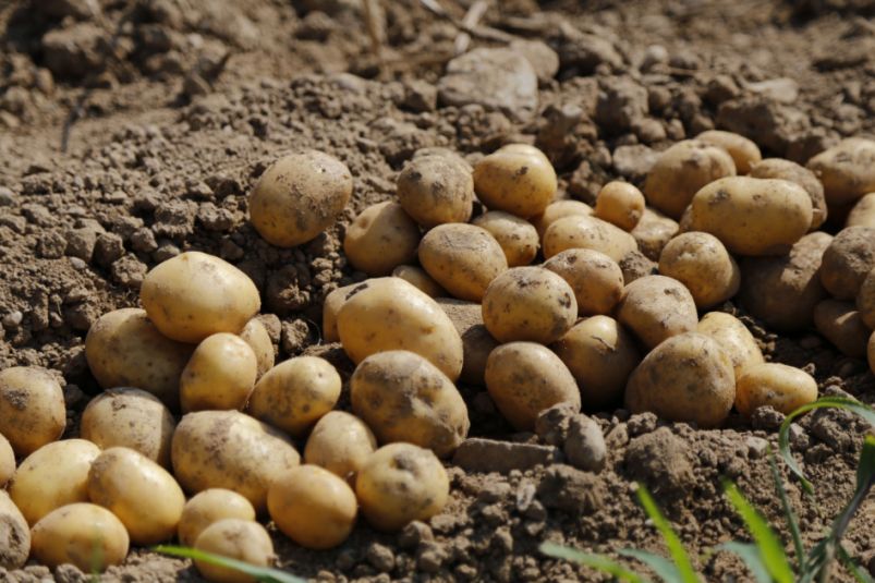 Полила так 3 раза огород и картофельные грядки в 3 раза увеличили урожай