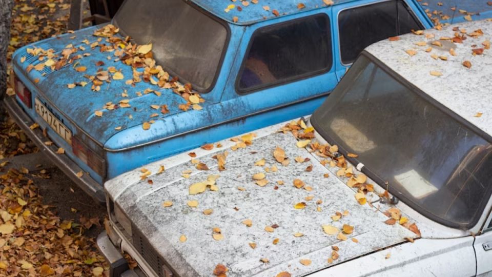 Смола от тополя вредит автомобилю: 3 способа быстро убрать — промедление опасно