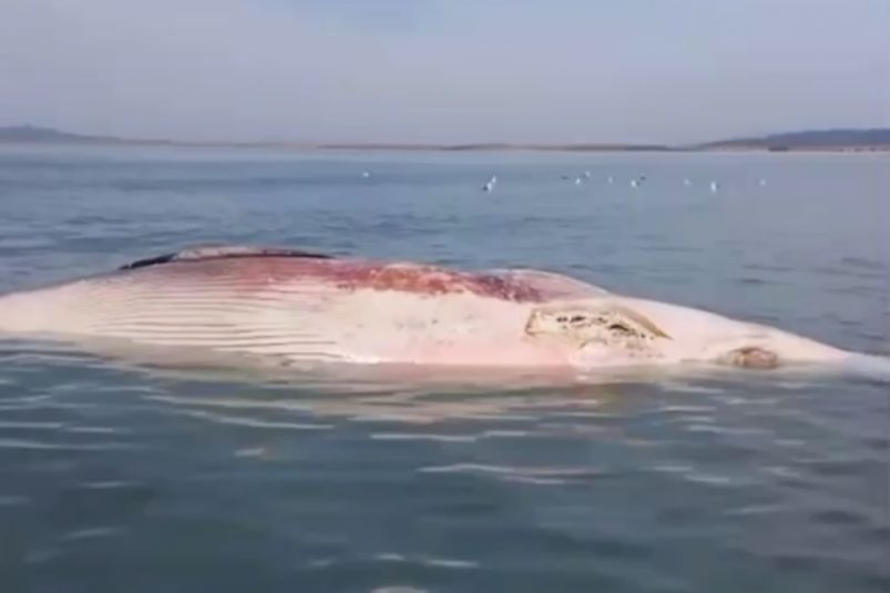 "Жуткое зрелище": увиденное на берегу моря в Приморье довело до слез - кадры