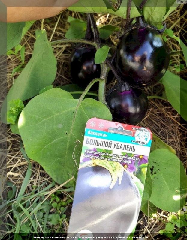    :      gardening