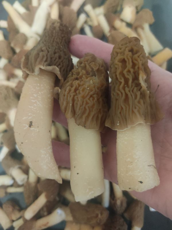 Скоро в лесах: соберите сморчки и насладитесь их ароматом в кулинарии