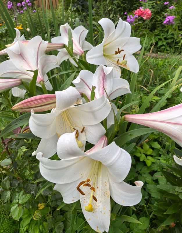 Секреты ухода за лилиями: как обрезать и омолодить ваши любимые цветы после цветения