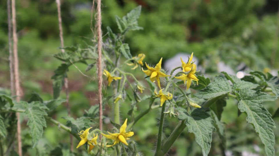 Урожай без границ: как жидкий биогумус поможет повысить yield томатов