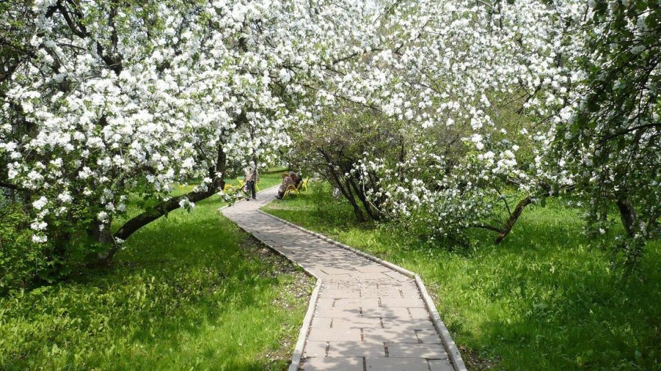 Как вырастить яблоки-гиганты: советы по подкормке и уходу за яблонями