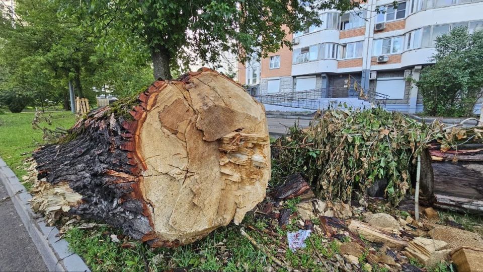 Управляющие компании и аварийные деревья: кто несет ответственность за безопасность во дворе?