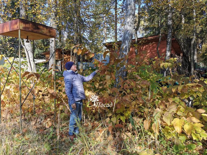 Секреты борьбы с неумолимой рейнутрией: как вернуть контроль над вашим участком