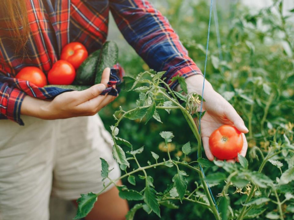 Борьба с фитофторозом: как спасти урожай и не потерять надежду
