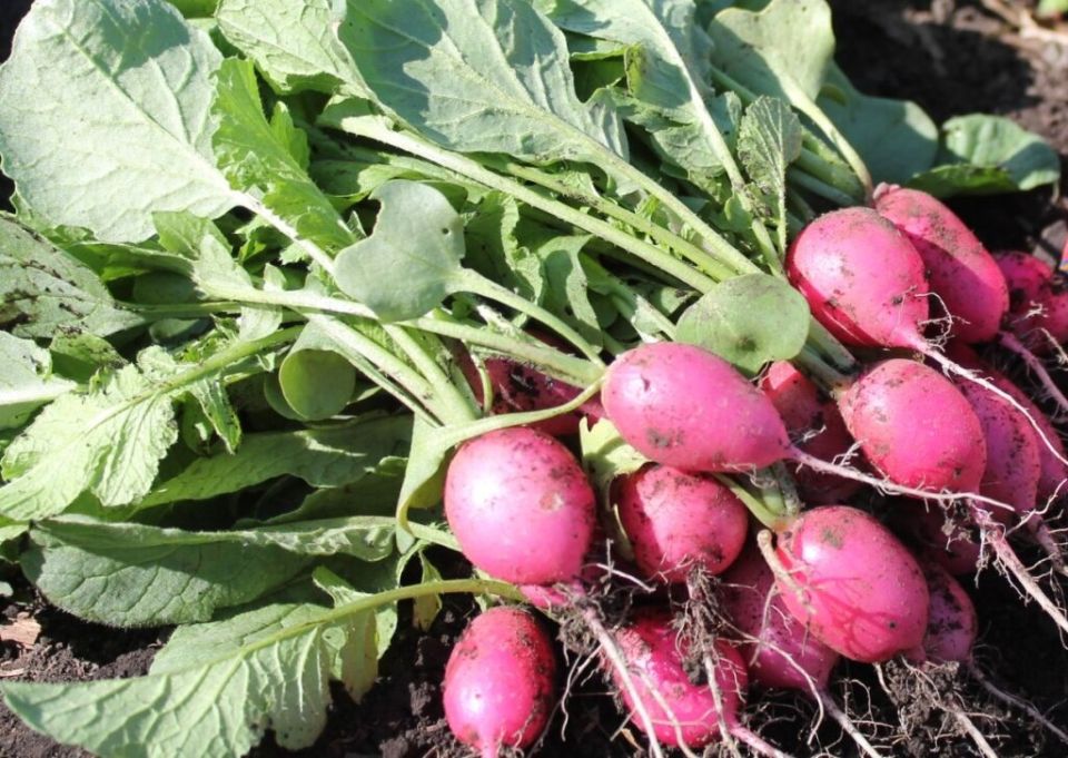 Время редиса: что можно посадить после раннего урожая?