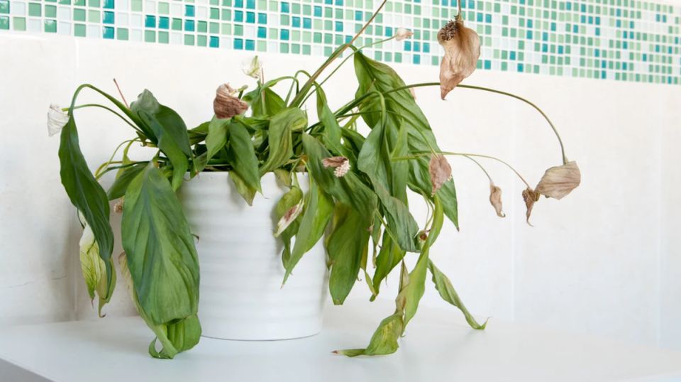 Как простое средство может вдохнуть жизнь в ваши комнатные растения