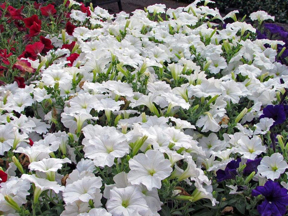 Как молоко может ускорить рост ваших цветов: секреты для садоводов