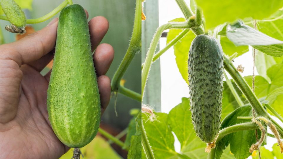 Как переспелые огурцы могут стать хрустящей закуской с томатной заливкой