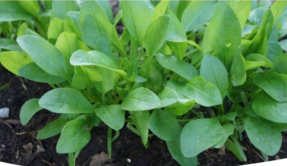 Лунный календарь садоводов: работы с 22 по 28 июня 2025 года