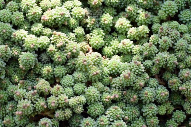 Как вырастить монантес — миниатюрный суккулент, который станет вашей зеленой гордостью