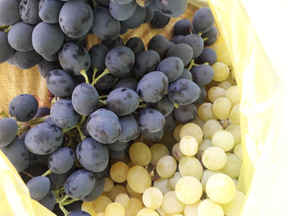 Что не следует использовать для укрытия винограда: советы опытных садоводов