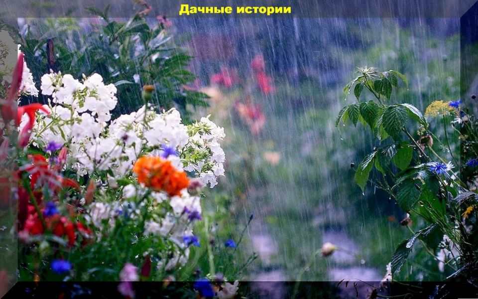 Август: главные советы по подкормке и обработке растений в условиях дождей