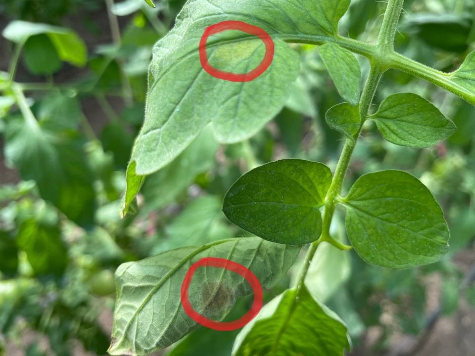 Эффективные методы борьбы с кладоспориозом на томатах