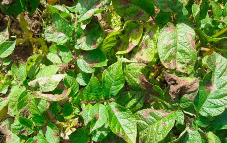 Картофель под угрозой: как защитить урожай от фитофторы?