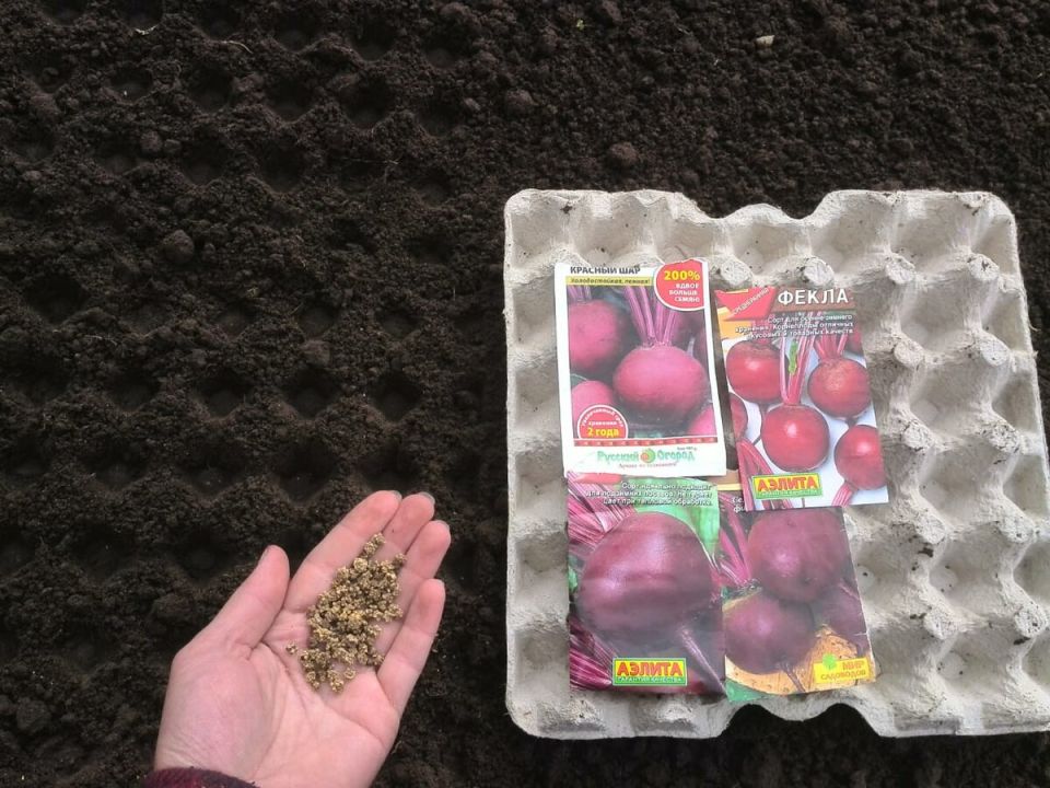 Секреты подзимней посадки свеклы: советы для дачников