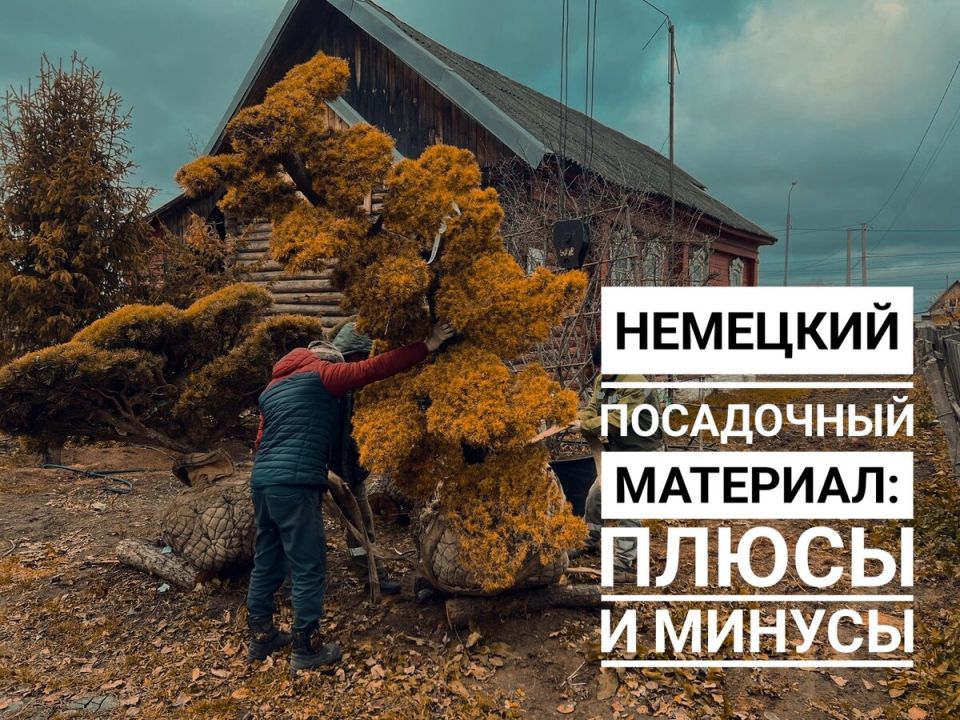 Плюсы и минусы посадочного материала из Германии: что стоит знать садоводам