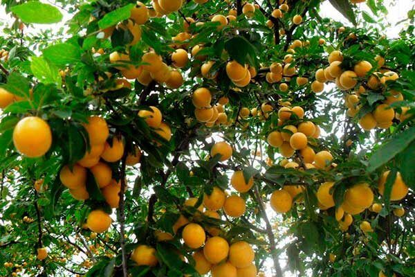 Алыча Сонейка: ваш новый садовый фаворит — секреты успешного выращивания