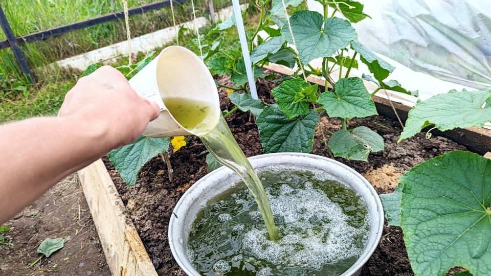 Как специальная подкормка в июне помогает огурцам плодоносить по максимуму
