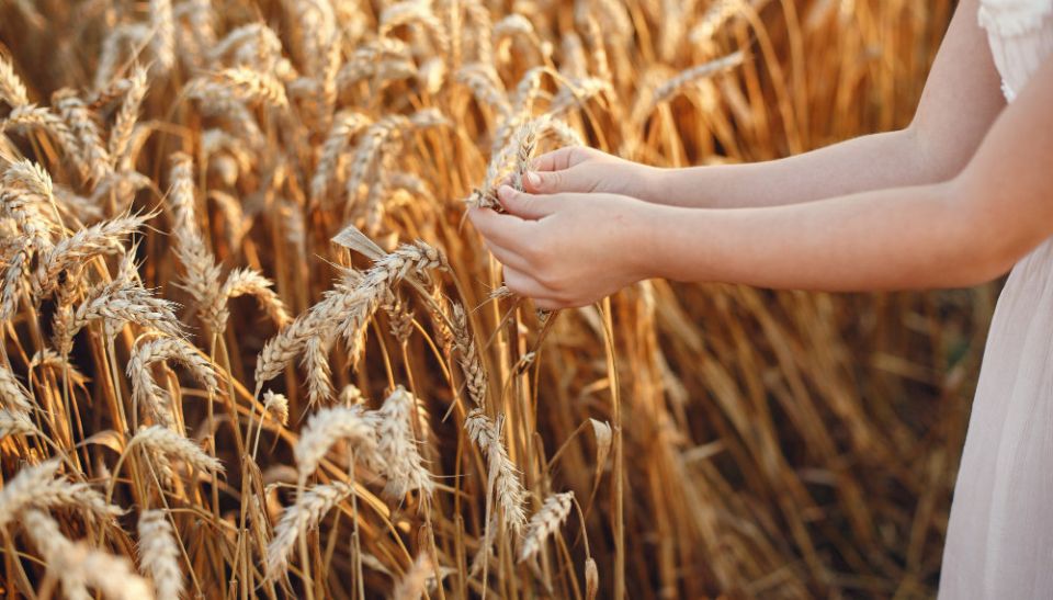 Льготное кредитование для аграриев в Сибири: рост и новые возможности