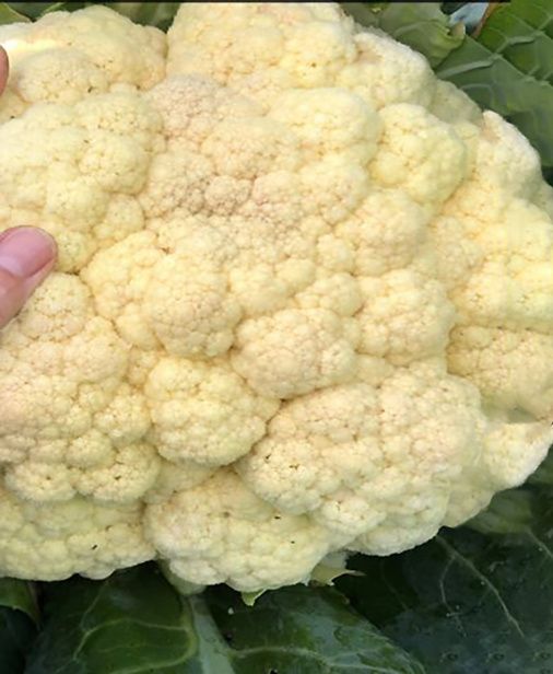 Цветная капуста: Питательный овощ, заслуживающий внимания