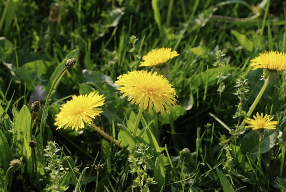 Секреты полезных сорняков: неожиданные дары природы