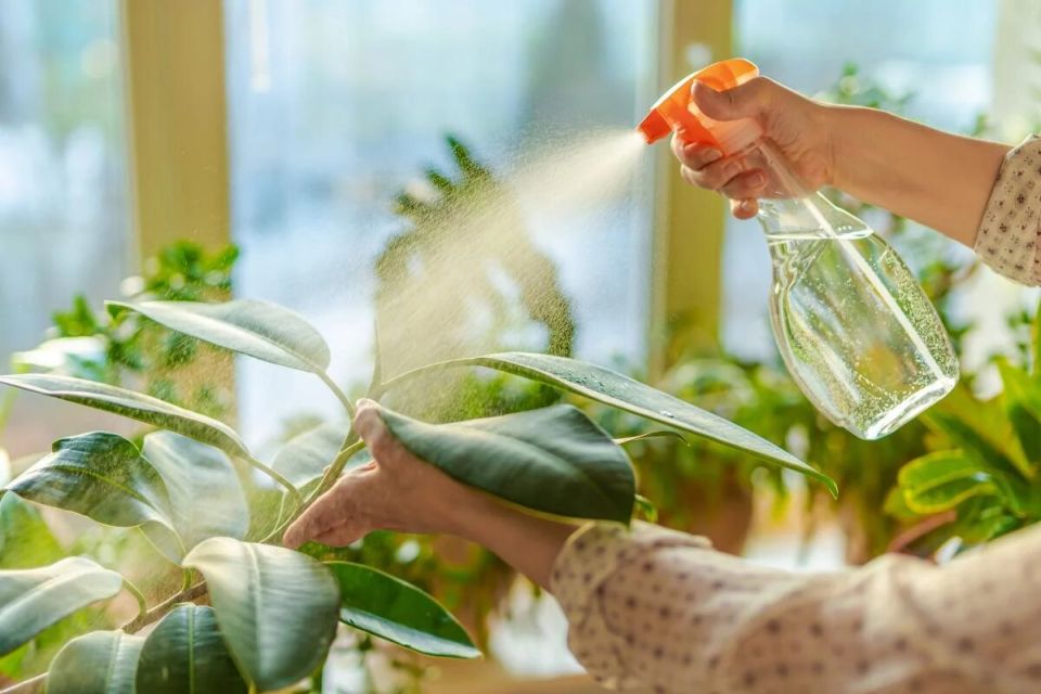 Как правильно заботиться о комнатных растениях в знойное время