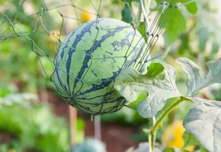 Выращивание арбузов и дынь в суровых условиях Сибири