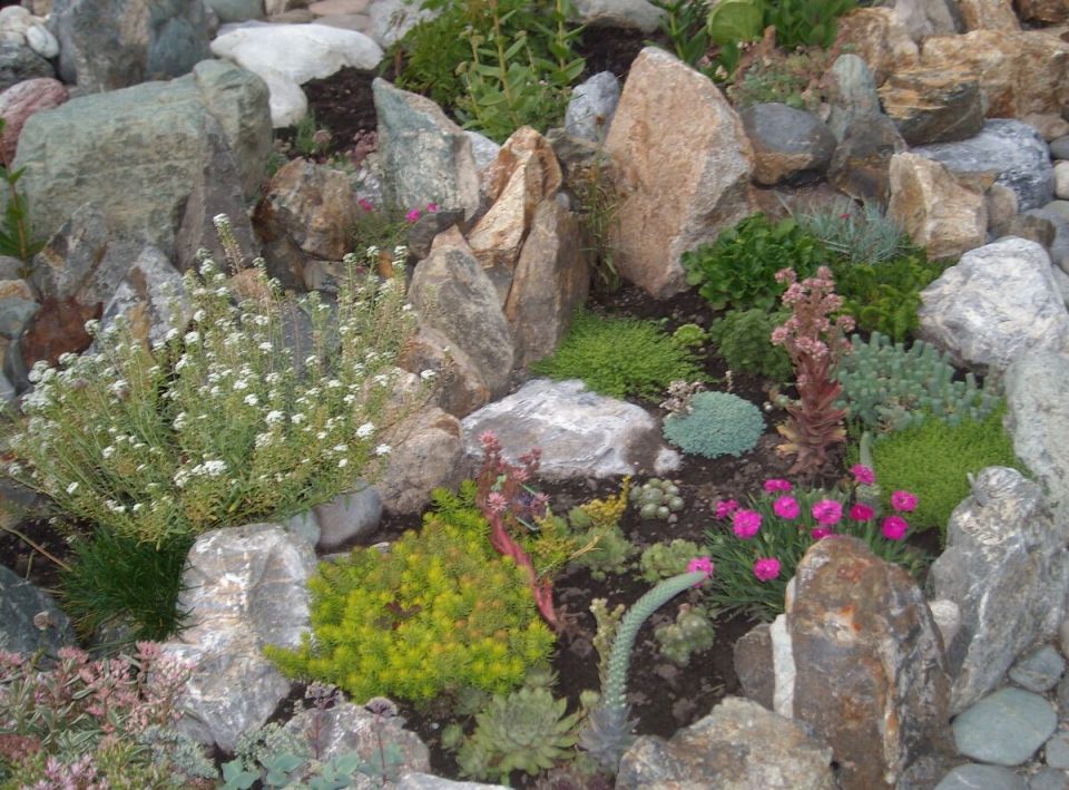 Каменистый сад: как создать уникальный ландшафт на вашем участке