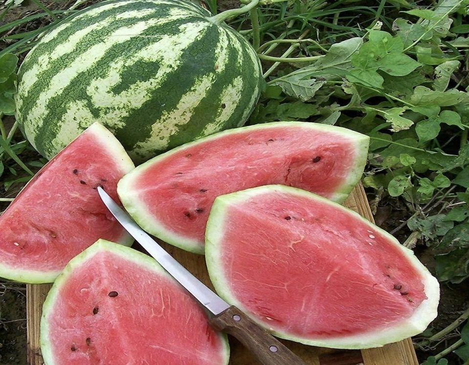 Как выбрать идеальный арбуз: советы для безопасного и вкусного летнего наслаждения