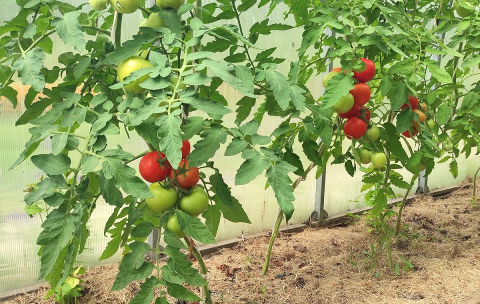 Секреты успешного урожая: как заботиться о томатах в любую погоду