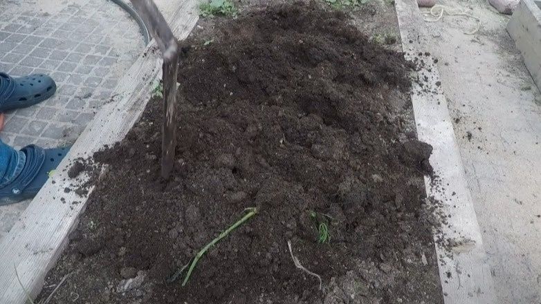 Правильный подход к скашиванию сидератов осенью