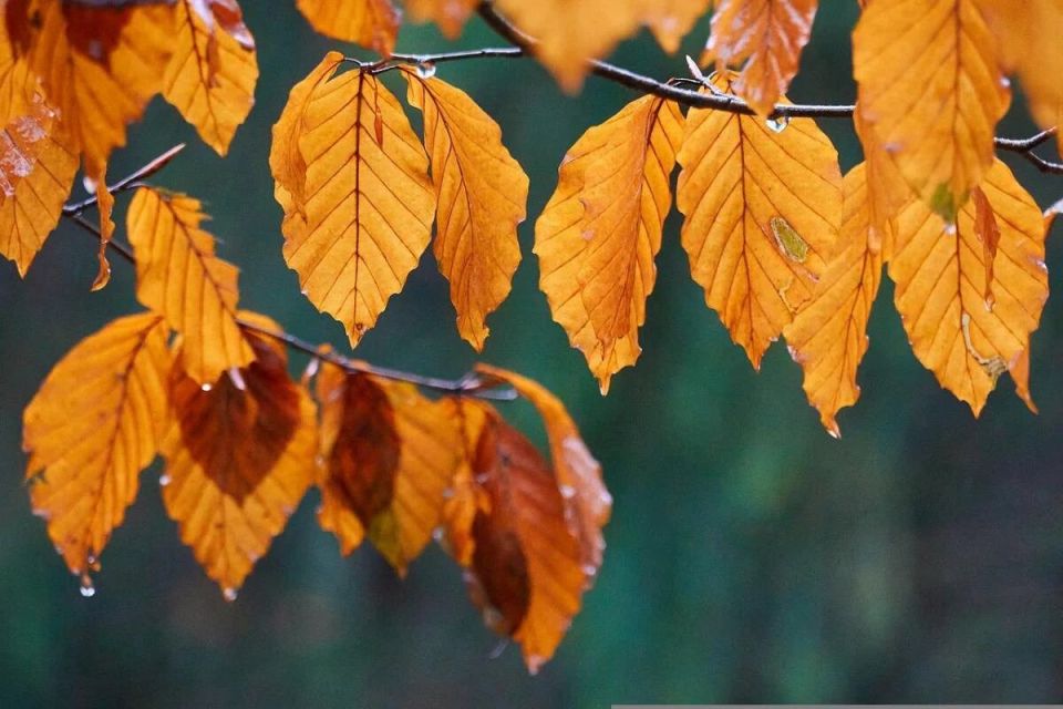 15 сентября: День заботы о животных и народные приметы