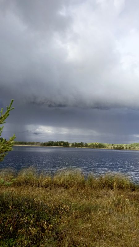 Собирая клюкву на карельских болотах