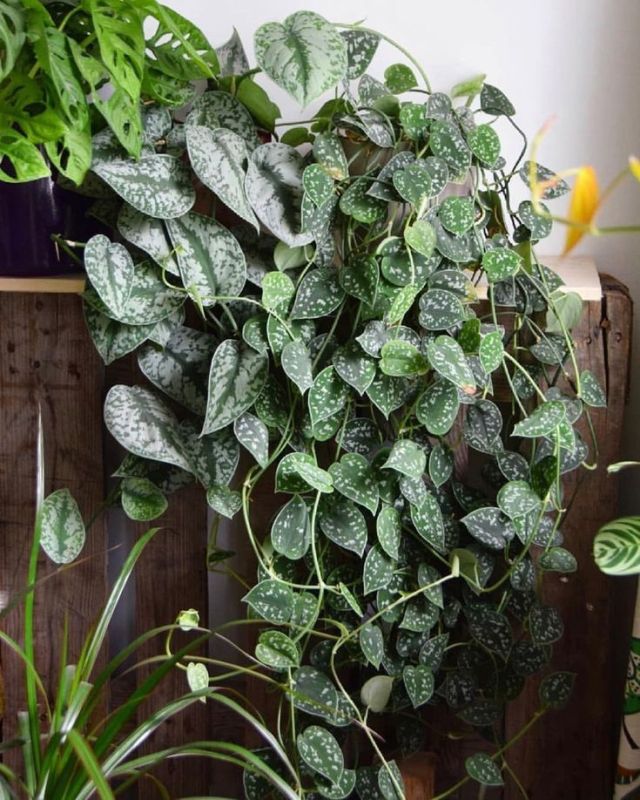 Эпипремнум и сциндапсус: что же скрывается за внешним похожестью?