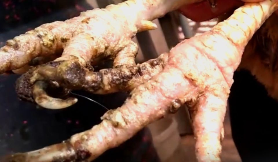 Костяная нога у куриц: как распознать и лечить заболевание