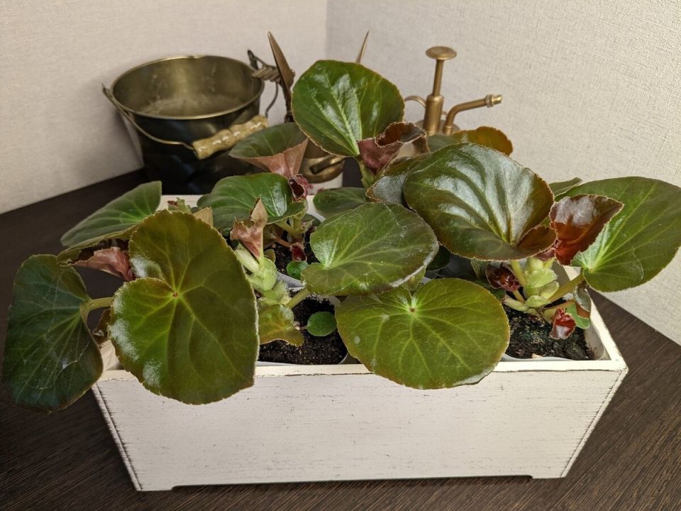 Как успешно оставлять рассаду на попечении неподготовленного человека