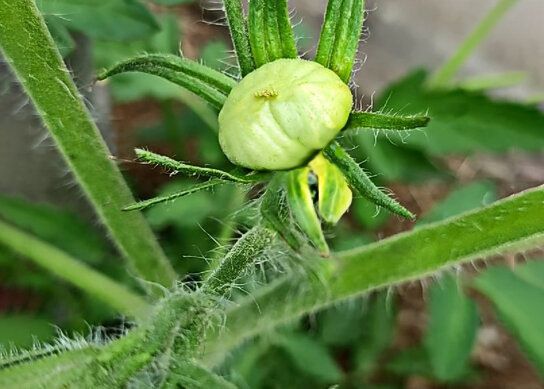 Как правильно заботиться о помидорах в период их созревания