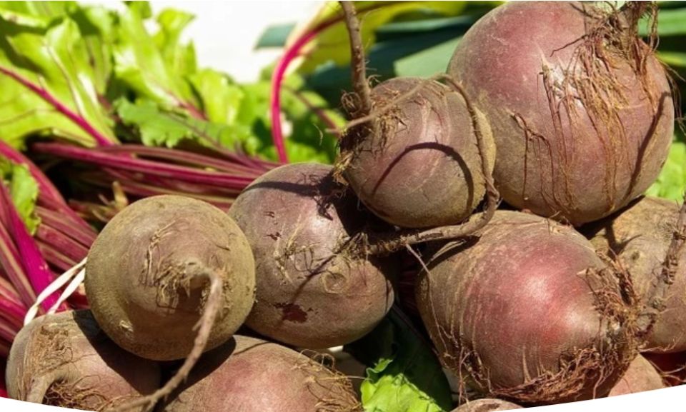 Ошибки в агрономии: почему ваша свекла не радует урожаем?