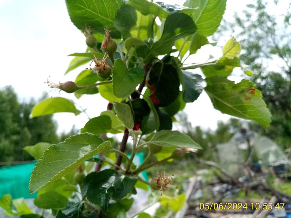 Как майские заморозки повлияли на урожай наших садов