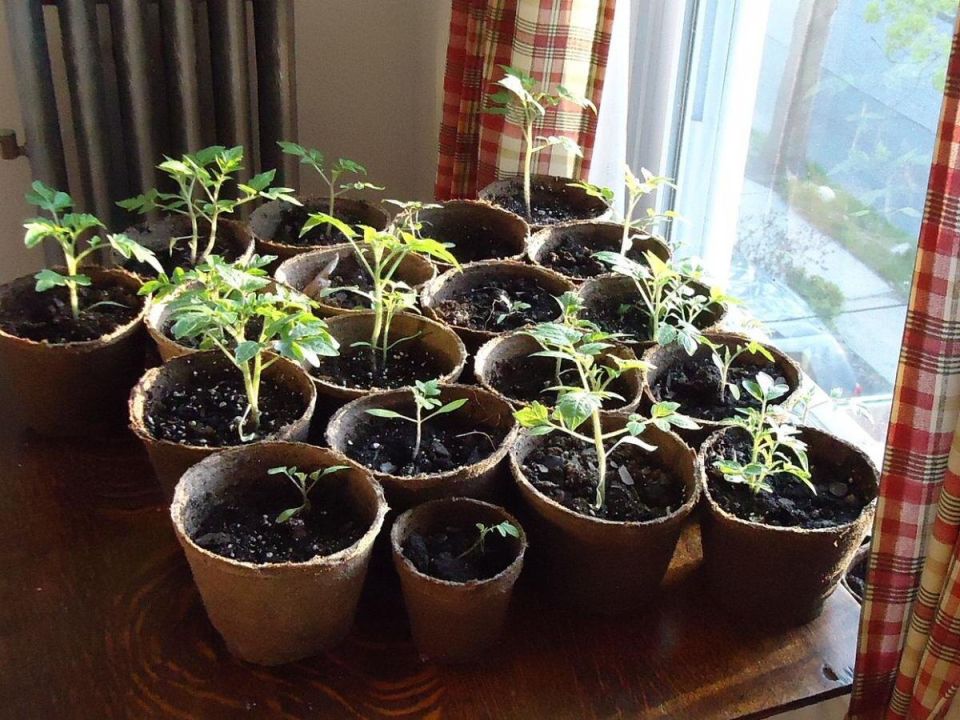 Аптечка для рассады: инструменты и средства для успешного ухода за растениями