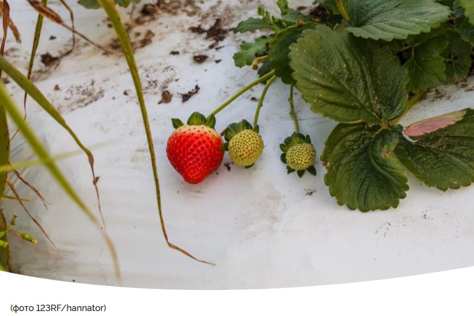 Как защитить клубнику зимой: ключевые советы по укрытию