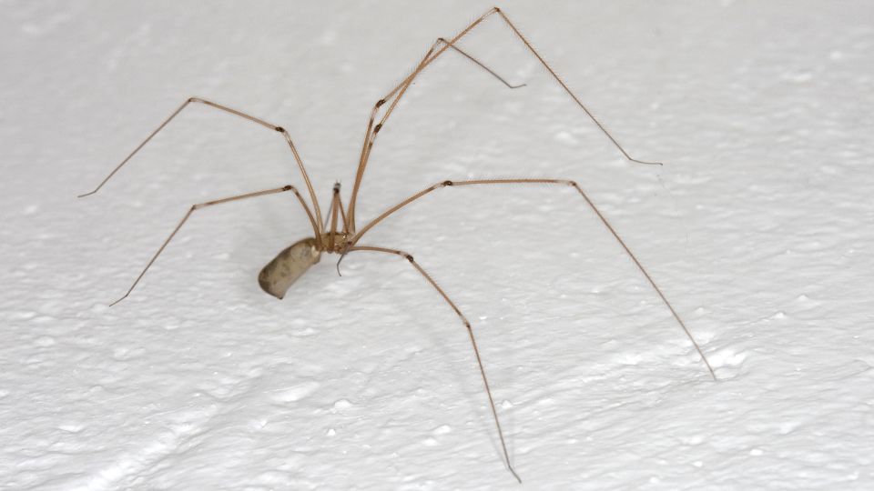 Помыть пол, но не только: это простое средство отпугнет пауков