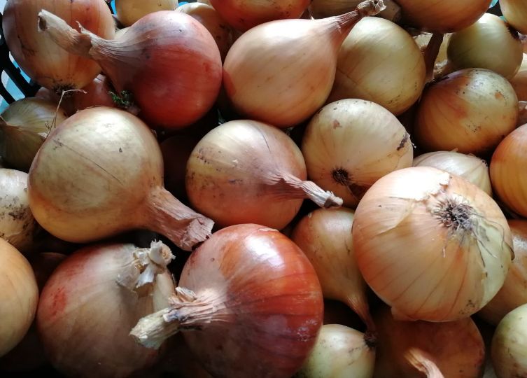 Как правильно высадить лук-севок под зиму