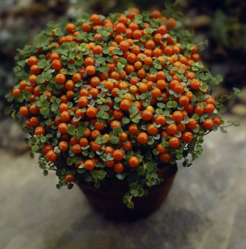 Коралловый мох: новое слово в праздничном декоре