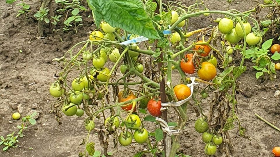 Как сохранить урожай в холодное лето: проверенные методы огородников