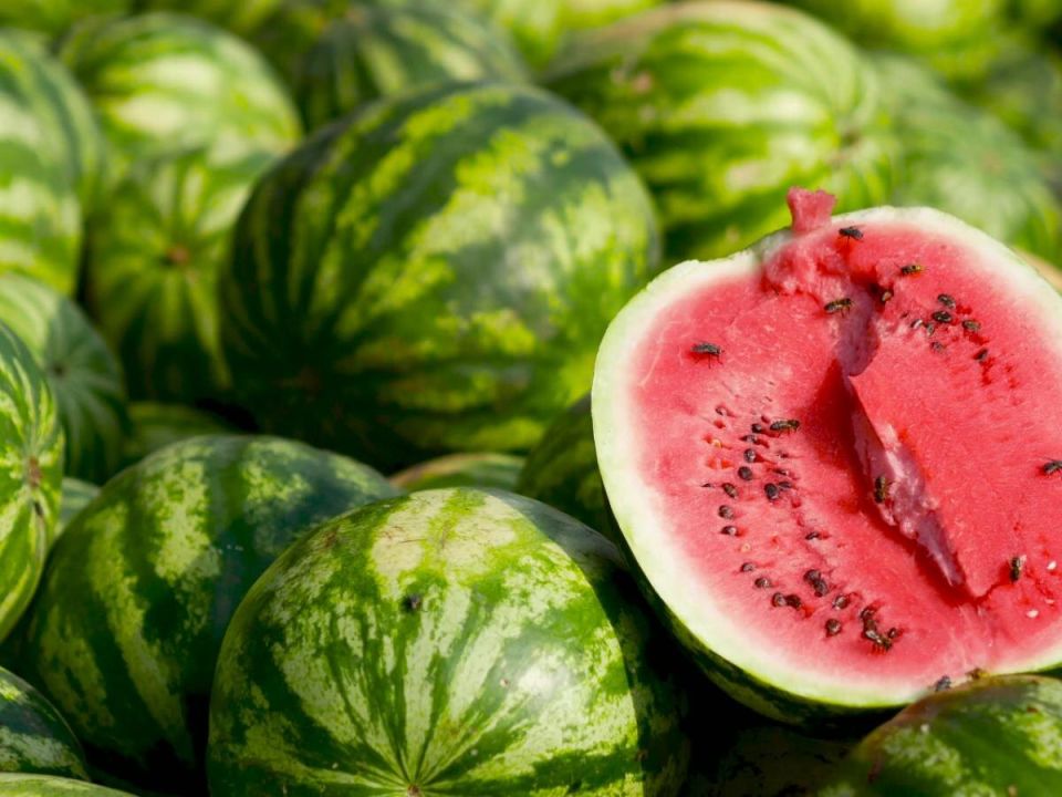 Выращивание арбузов в холодном климате: легко и просто