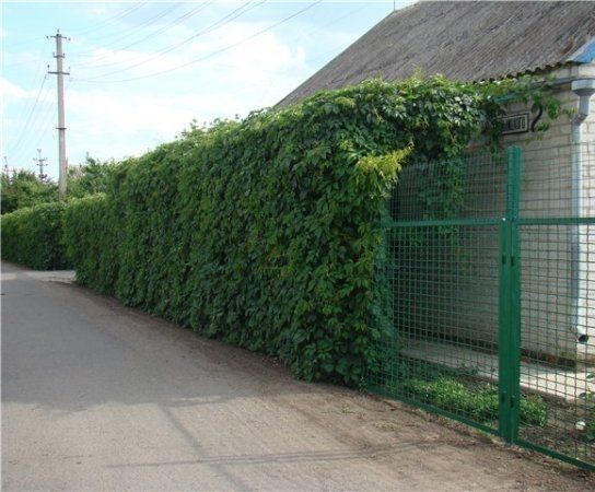 Зимние замыслы: планируем живую изгородь